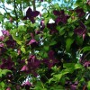 Clematis vit. Black Prince