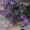 Clematis int. Juuli