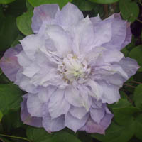 Clematis Veronica`s Choice