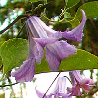 Clematis viticella Betty Corning