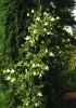 Clematis vit. H�gelby White