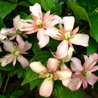 Clematis mont.Marjorie Clematis mont.Marjorie