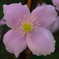 C.mont. Mayleen C.mont. Mayleen