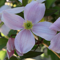 Clematis mont. rubens Clematis mont. rubens