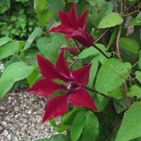 Clematis tex.Gravetye Beauty