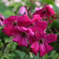 Clematis vit. Carmencita Clematis vit. Carmencita