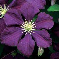 Clematis vit.Etoile Violette Clematis vit.Etoile Violette