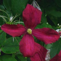 Clematis vit.Mme Julia Correvon Clematis vit.Mme Julia Correvon
