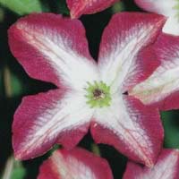 Clematis vit.Minuet
