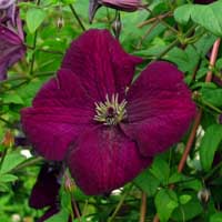 Clematis vit.Royal Velours Clematis vit.Royal Velours