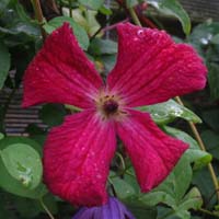 Clematis vit.Rubra