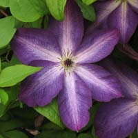 Clematis vit.Venosa Violacea Clematis vit.Venosa Violacea