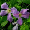 Clematis vit. Morning Heaven