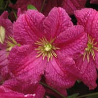Clematis vit.Abundance Clematis vit.Abundance