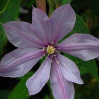 Clematis ForeverTM BFCC