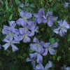Clematis vit.Prince Charles