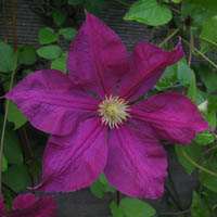 197_vit_jenny-caddick_s.jpg 197_vit_jenny-caddick_s.jpg