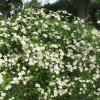 Clematis fargesioides Paul Farges /  Summersnow
