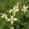 Clematis tibetana Anita