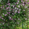 Clematis viticella Minuet