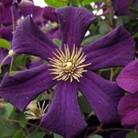 Clematis viticella Romantica