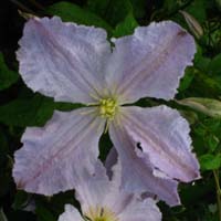 Clematis vit. Blue Angel/Blekidny Aniol