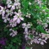 Clematis vit.Little Nell