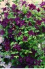 Clematis viticella Dark Eyes