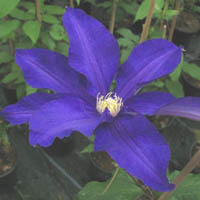 Clematis Frau Mikiko