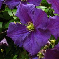 Clematis vit. Jorma