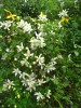 mit Clematis ser. Golden Tiarra