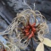 Clematis integrifolia Rosea