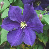 Clematis Roko