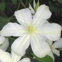 Clematis Roko Kolla
