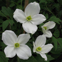Clematis montana Miss Christine Clematis montana Miss Christine