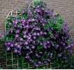 Clematis vit.Venosa Violacea