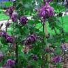 Clematis vit.Mary Rose