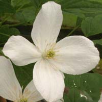 Clematis montana botanische Art Clematis montana botanische Art