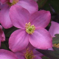 Clematis montana Freda Clematis montana Freda