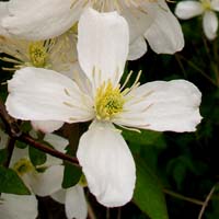 Clematis montana Grandiflora Alba Clematis montana Grandiflora Alba