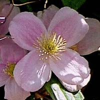 Clematis montana Pink Perfektion Clematis montana Pink Perfektion