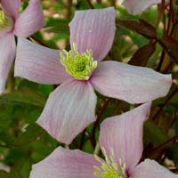 Clematis montana rubens Odorata Clematis montana rubens Odorata