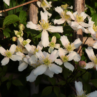 337_mont.-wilsonii_200_neu.jpg 337_mont.-wilsonii_200_neu.jpg