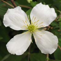 Clematis chrysocoma sericea Clematis chrysocoma sericea