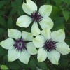 Clematis florida bot. Art