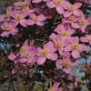 Clematis montana Tetra Rose