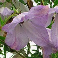 Clematis vit. Luxuriant Blue