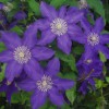 Clematis Frau Mikiko