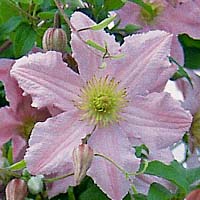 Clematis vit.Entel Clematis vit.Entel