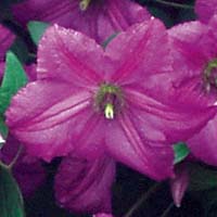 Clematis vit. Kaaru Clematis vit. Kaaru